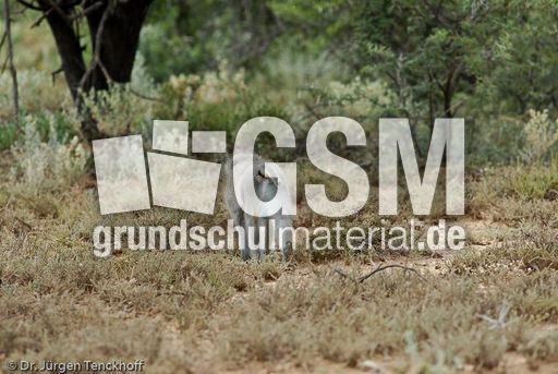 Grüne Meerkatzen (58 von 67).jpg